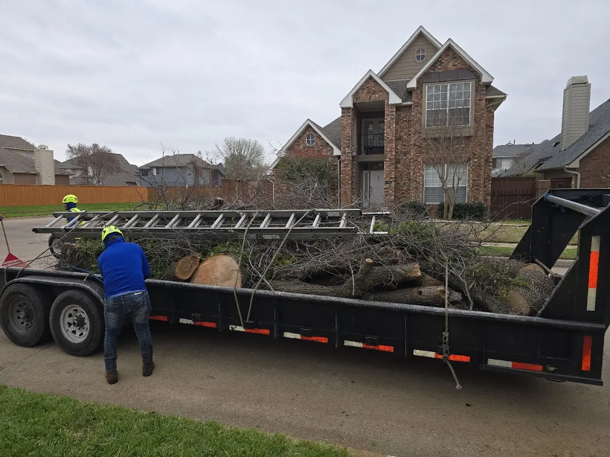 Expert Tree Pest Control with proper safety equipment in Wellington